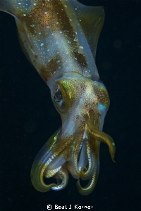 The Hawaiian squid turns into flamboyant art after darkne... by Beat J Korner 